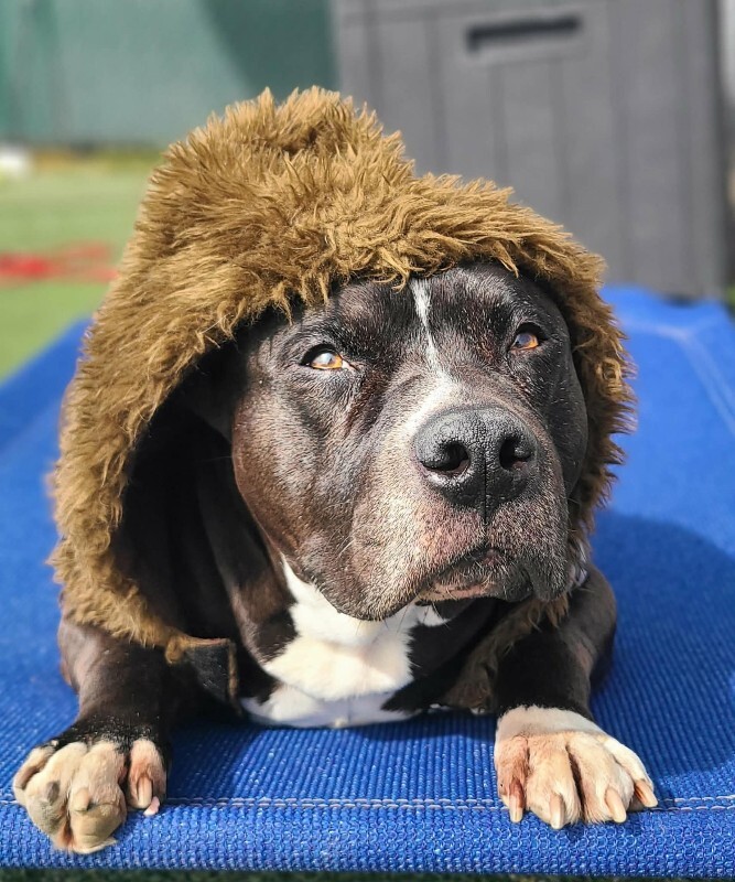 Picture of the Animal Listed